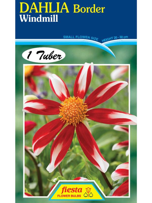 Dahlia Dahlia Windmill