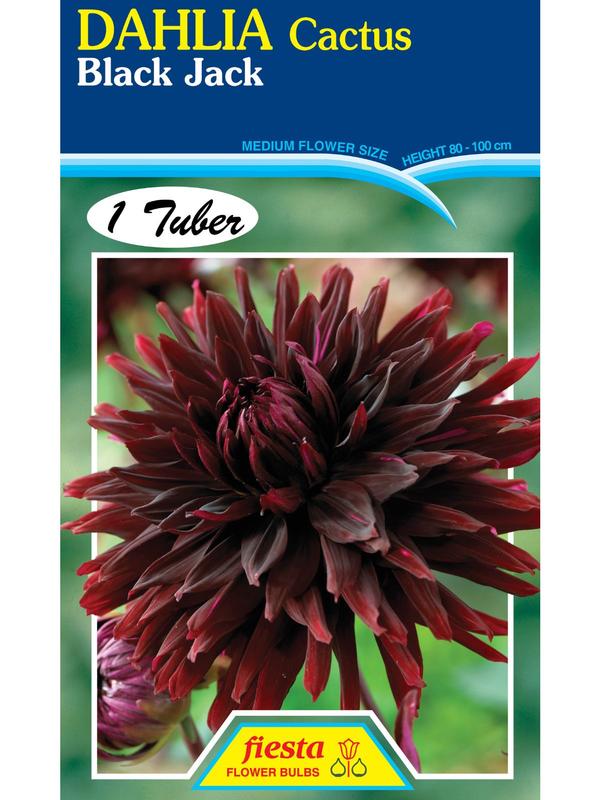 Dahlia Black Jack