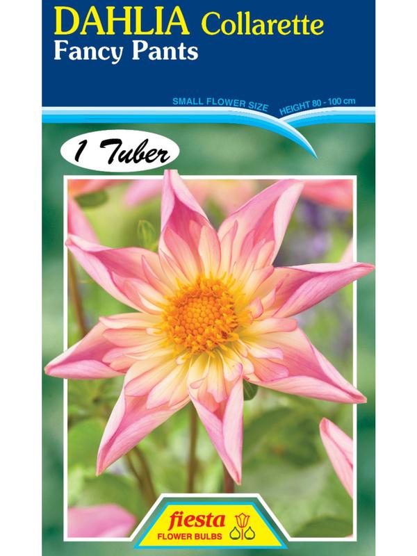 Dahlia Fancy Pants