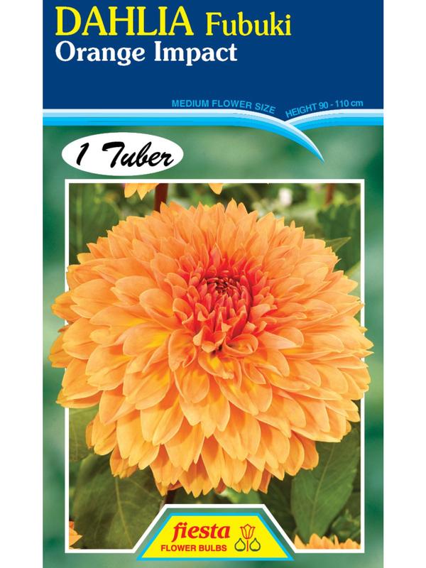 Dahlia Fubuki Orange Impact