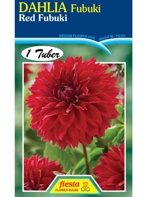 Dahlia Fubuki Red