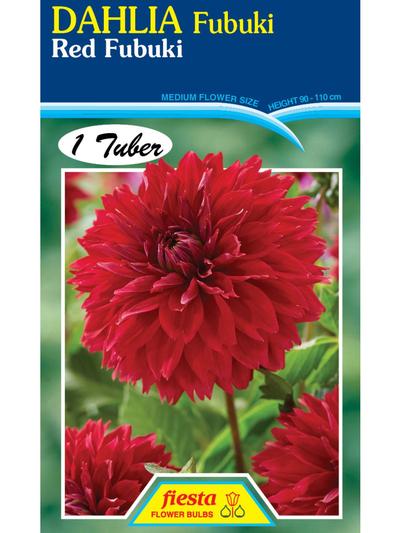 Dahlia Fubuki Red