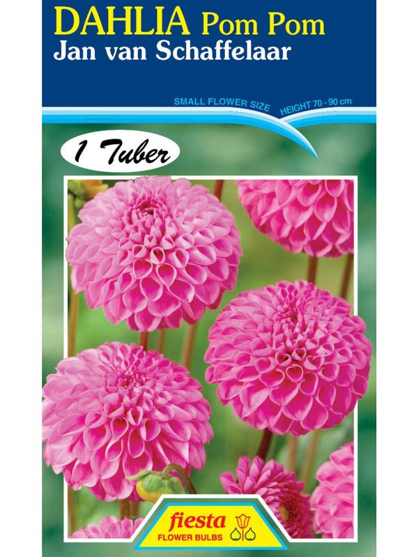 Dahlia Jan Van Schaffelaar