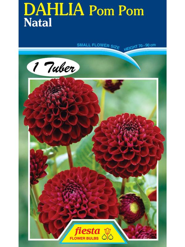 Dahlia Natal