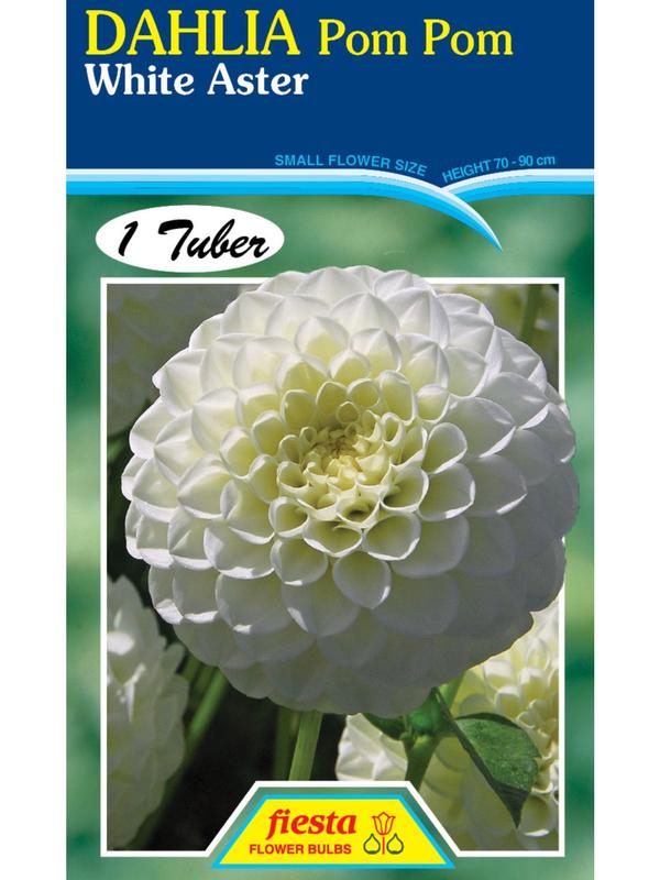 Dahlia White Aster