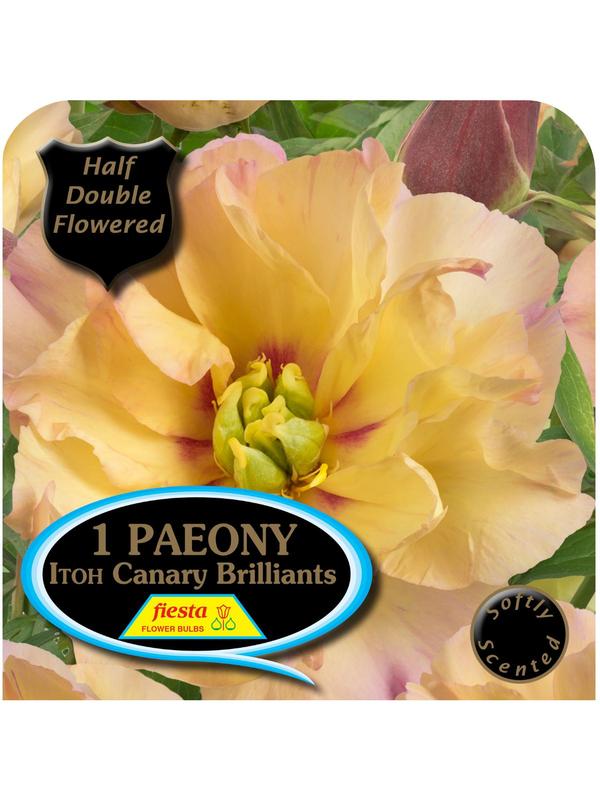 Paeony ITOH Canary Brilliants