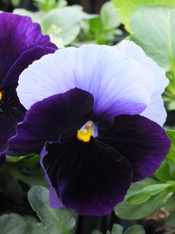 Pansy Beacon Blue