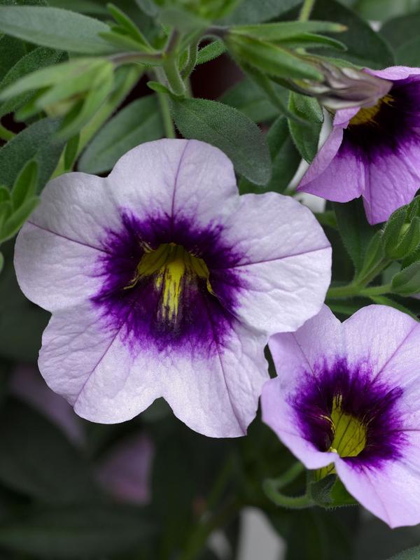Calibrachoa Blueberry Shortcake 1.3L 