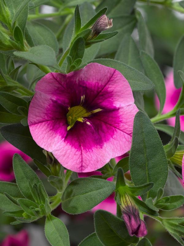 Calibrachoa Strawberry Shortcake 1.3L 