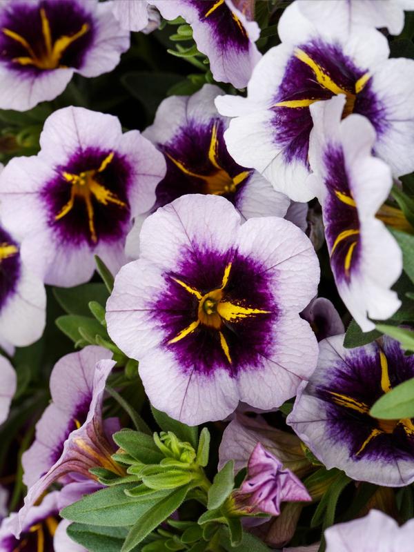 Calibrachoa Blueberry Spark 1.3L 