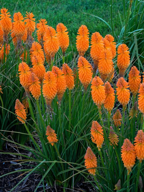 Kniphofia Orange Blaze
