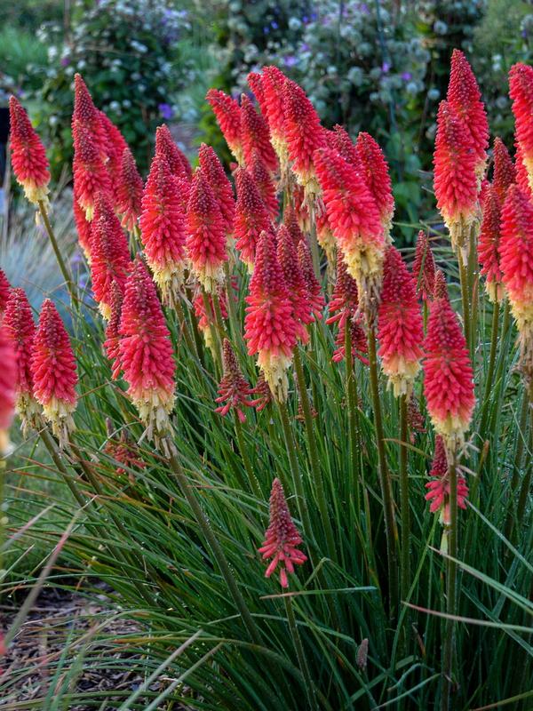 Kniphofia Rockets’ Red Glare