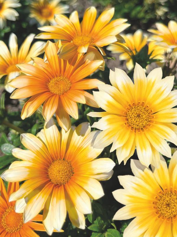 Gazania Sunny Side Up 1.3L