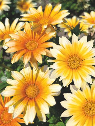Gazania Sunny Side Up 1.3L