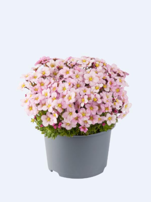 Saxifraga Appleblossom