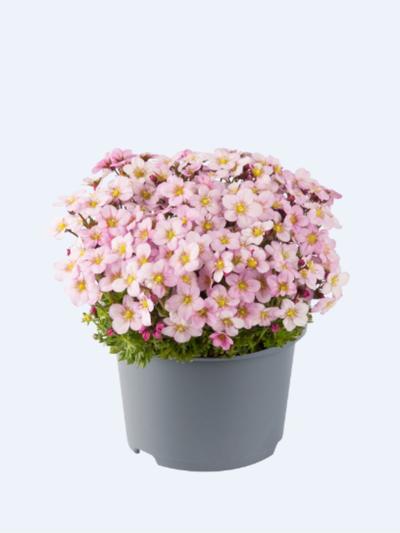 Saxifraga Appleblossom