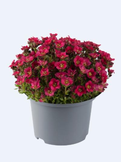 Saxifraga Red