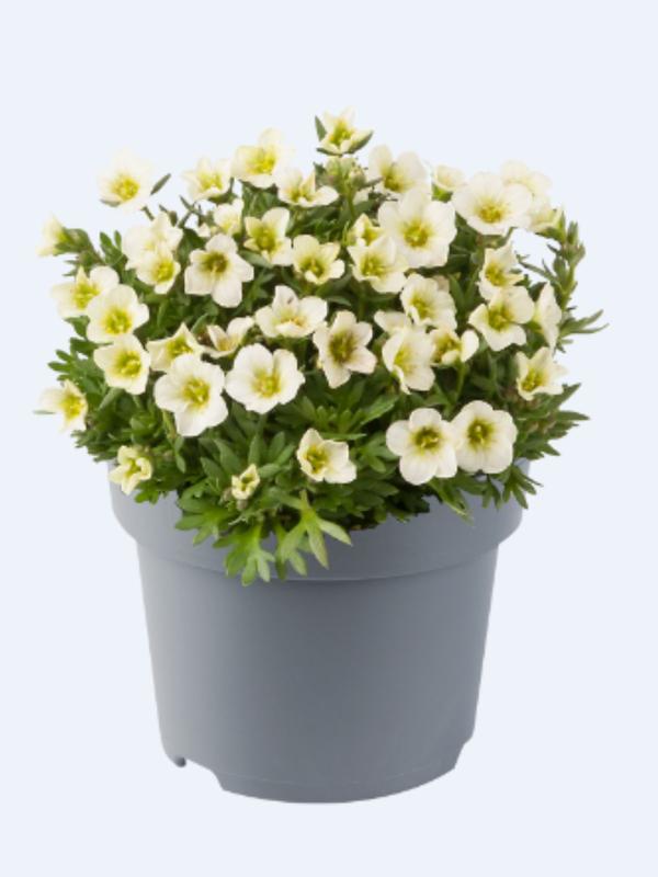 Saxifraga Limerock 1.3L
