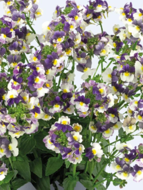 Nemesia Nuvo Blue Bi-colour 