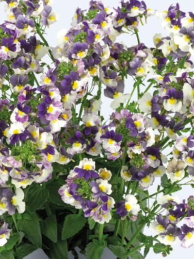 Nemesia Nuvo Blue Bi-colour 