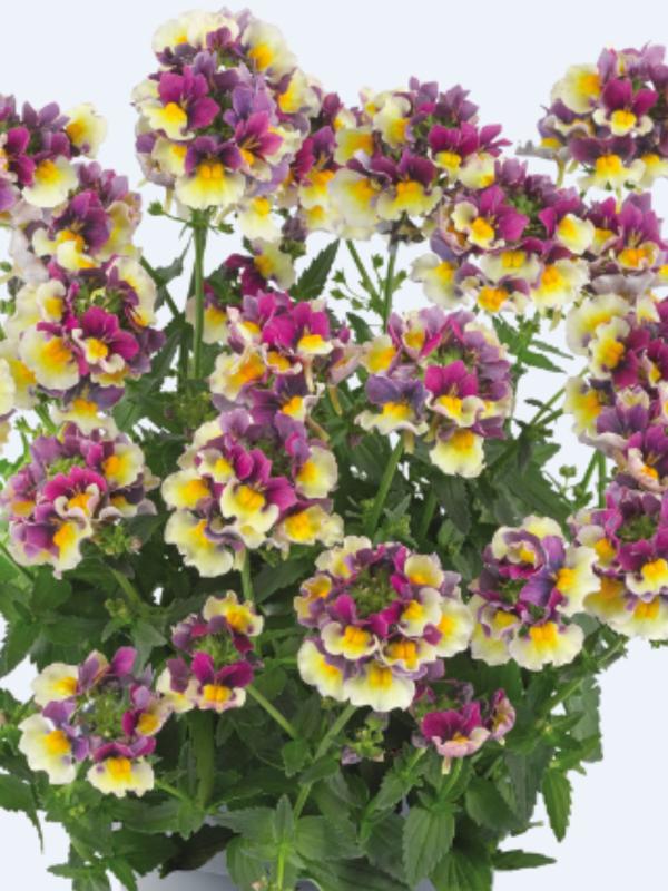 Nemesia Nuvo Burgundy Bi-colour 1.3L