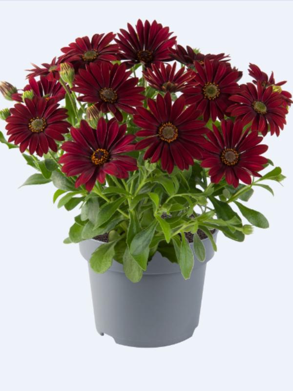 Osteospermum Afrikaans Velvet