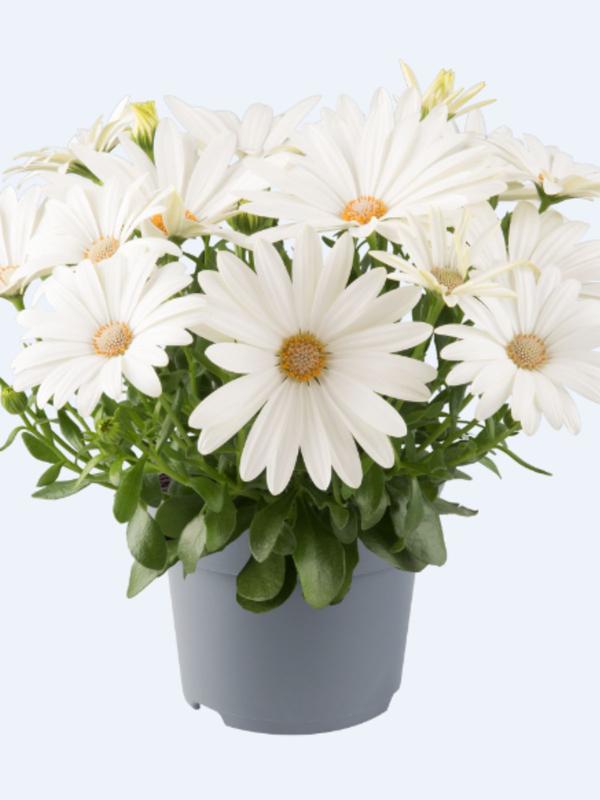 Osteospermum Afrikaans Cream 1.3L
