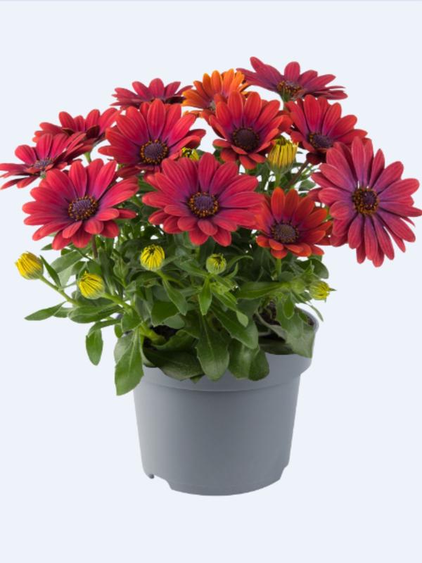 Osteospermum Afrikaans Outback Bronze 1.3L