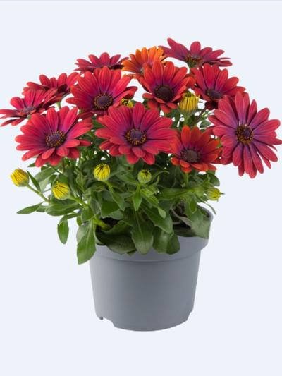 Osteospermum Afrikaans Outback Bronze 1.3L