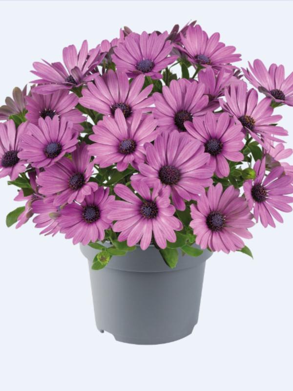 Osteospermum Afrikaans Pink 1.3L