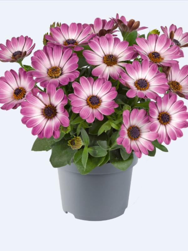 Osteospermum Afrikaans Rose-White Bicolour 1.3L