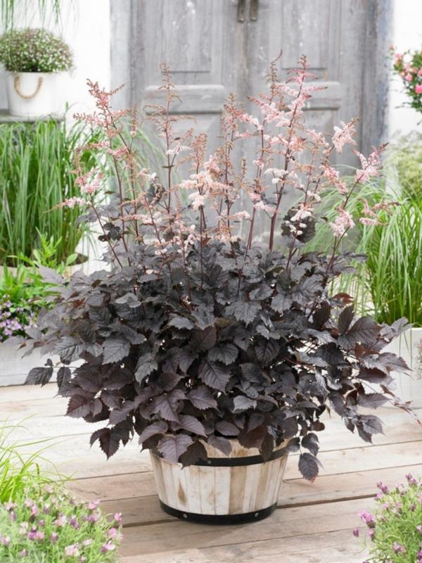 Astilbe Chocolate Shogun 