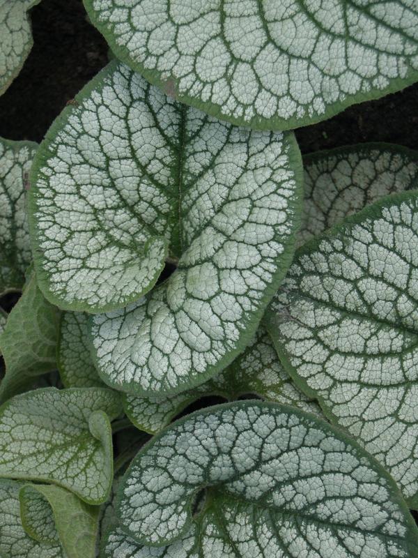 Brunnera Sea Heart