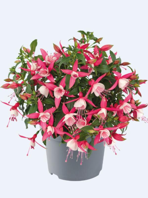Fuchsia Diva Coral-White 