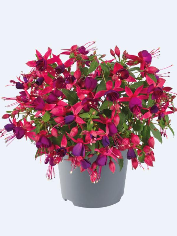 Fuchsia Diva Rose-Violet