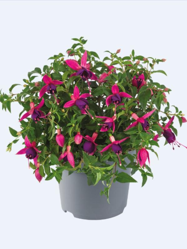 Fuchsia Windchimes Pink Purple