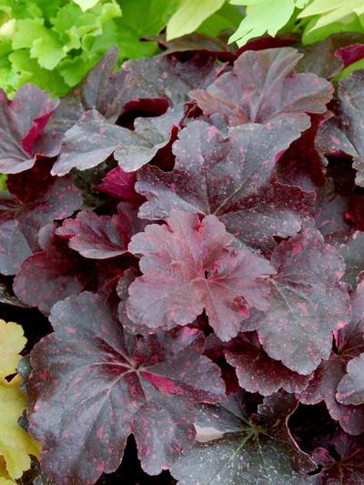 Heuchera Midnight Rose 2.5L 