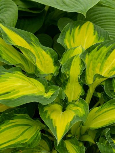 Hosta Happy Dayz 