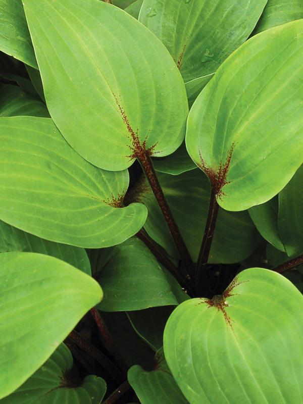 Hosta Purple Heart 9cm