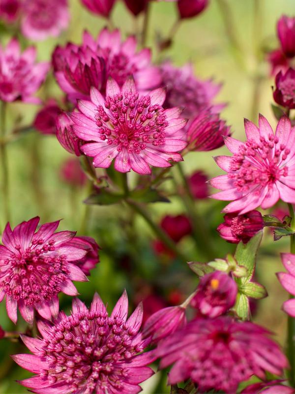 Astrantia Cerise Button 1.3L 