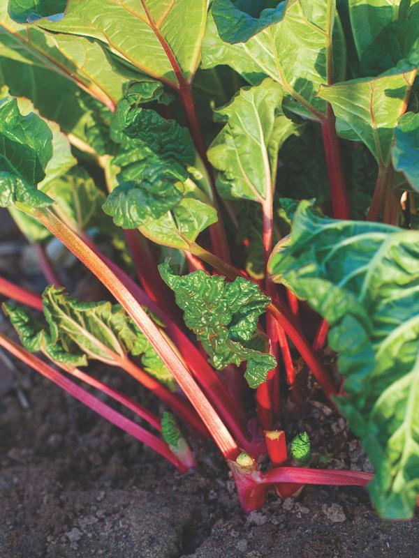 Rhubarb Cherry Red