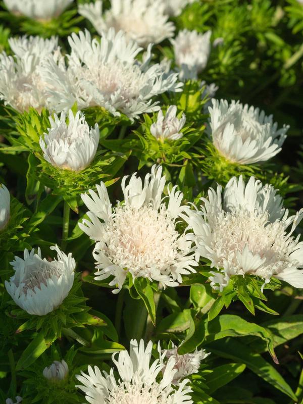 Stokesia Divinity 1.3L