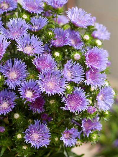 Stokesia Mel’s Blue 1.3L 