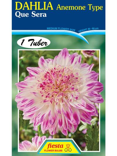 Dahlia Que Sera