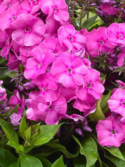 Phlox Bambini Primadonna