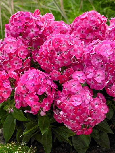 Phlox Bambini Sweet Tart