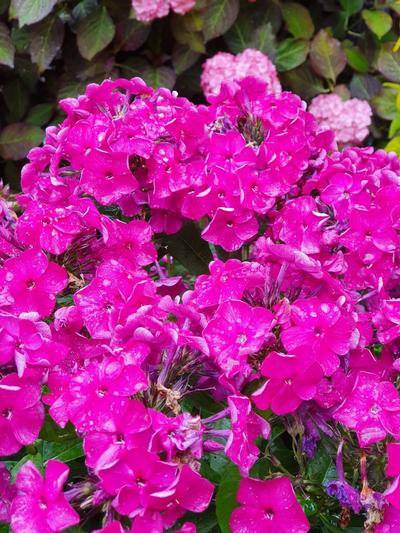 Phlox Bambini Desire