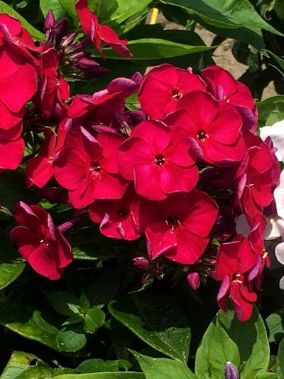 Phlox Bambini Cherry Crush