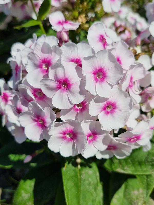 Phlox Bambini Bullseye