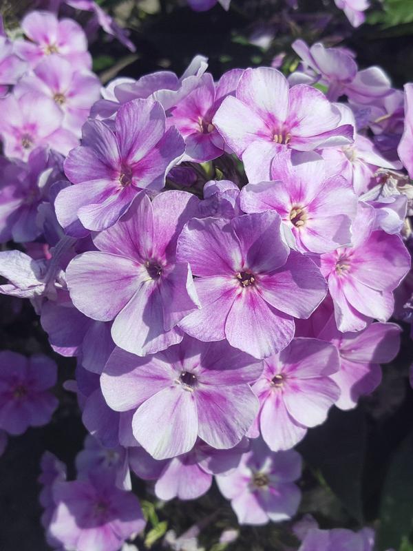 Phlox Bamnini Lucky Lilac